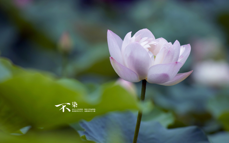 如何制作节日片头文案图片